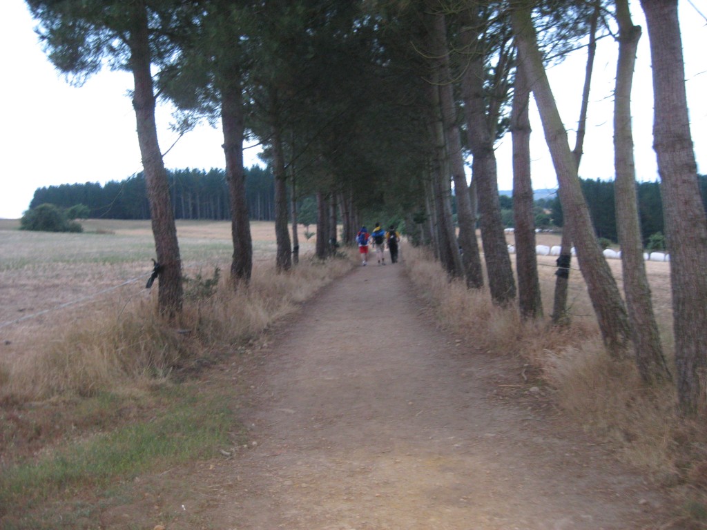 Wooded Path On The Camino