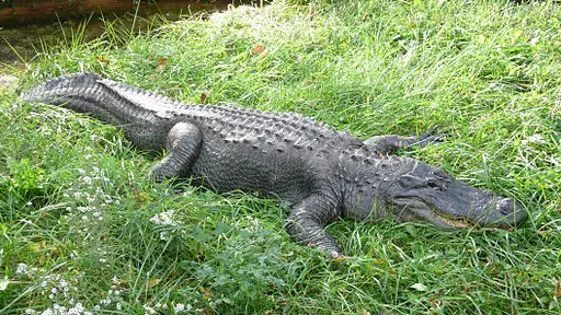 Alligator