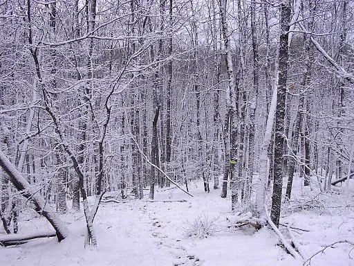 Winter in the Forest