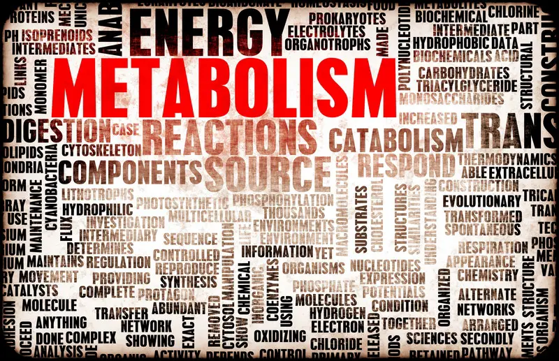 Metabolism