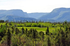 Spruce forest in the Gros Morne National Park