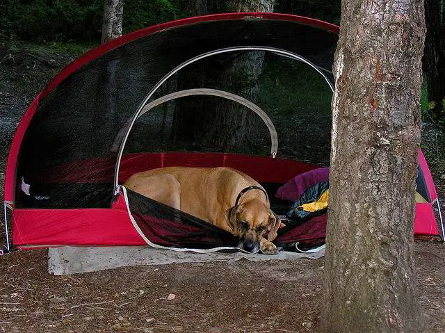 Dog in Tent