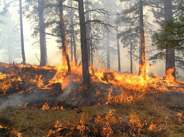 free instal Forest Fire