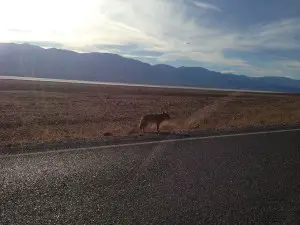 Coyote In Death Valley