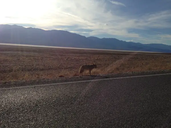 Coyote In Death Valley