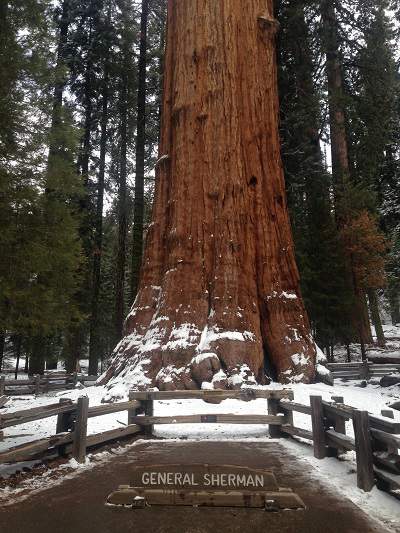 General Sherman Tree