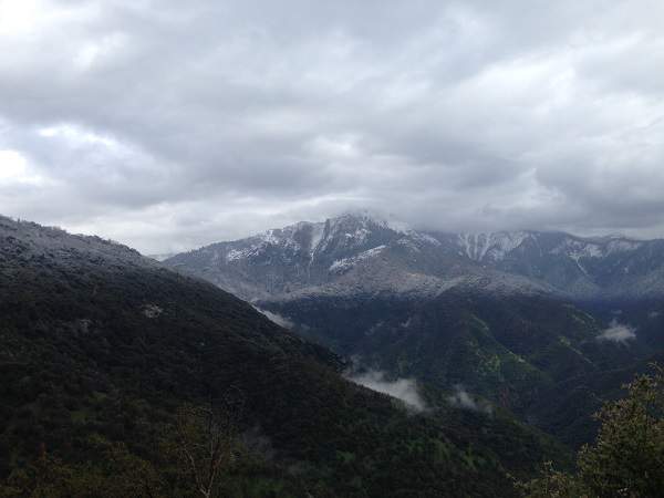 Sequoia In Clouds