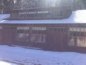 The Giant Forest Museum