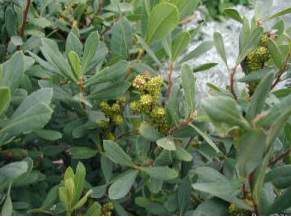 Bog Myrtle