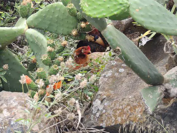 Hen-In-Flora-and-Fauna-in-Teno-Alto