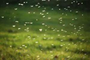 Swarm of Mosquitoes