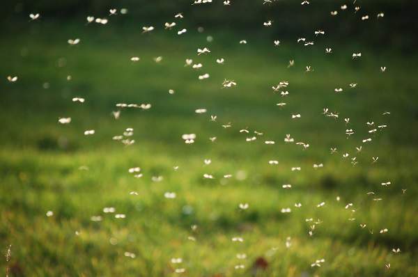 Swarm of Mosquitoes