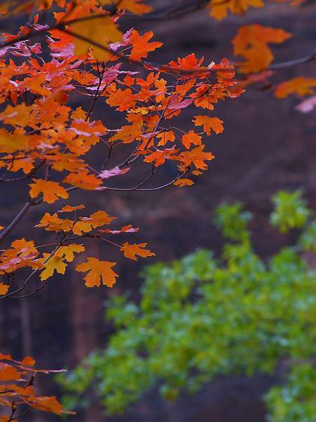 Zion Autumn