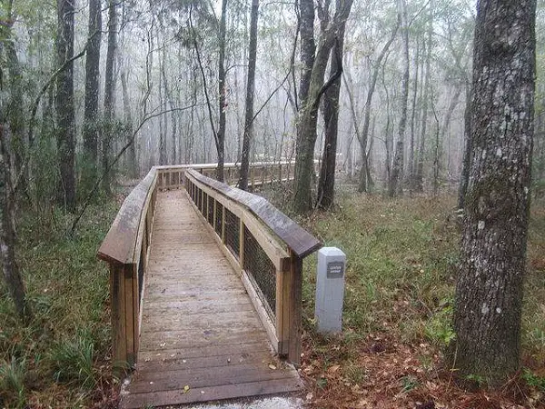 A Hike In Leon Sinks Geological Area Florida